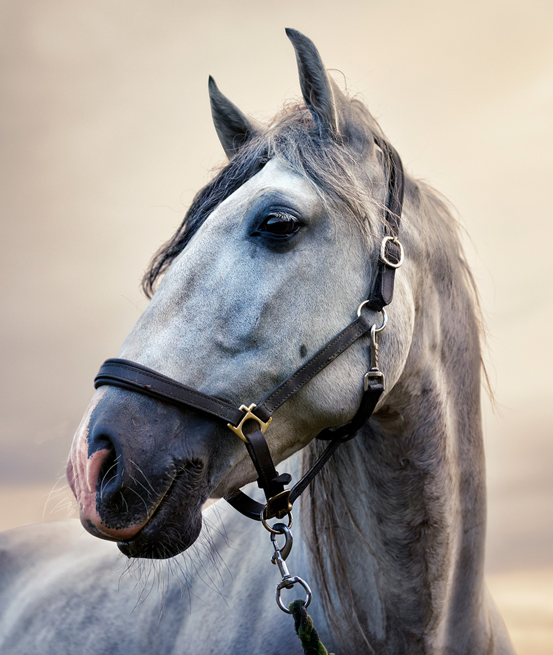 a close-up of a horse's head wearing a bridle, featuring out-of-focus outdoor surroundings in the background. These atmospheric images bring forth the raw beauty of the equine subject in a beautiful, natural setting.